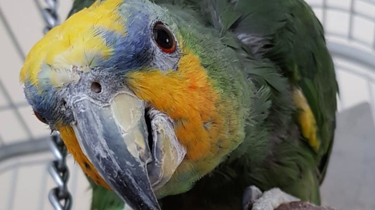 Papoušek chytil zloděje a uletěl. Nejdražším ptákem světa zůstává holub